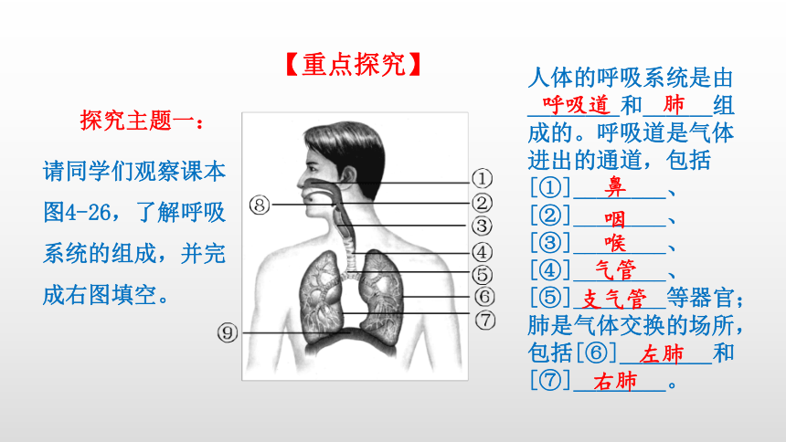 2021-2022学年人教版生物七年级下册4.3.1 呼吸道对空气的处理 课件(共24张PPT)