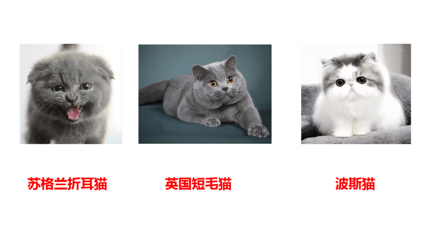 16 猫 （希沃白板专用+PPT图片版）（51张PPT）