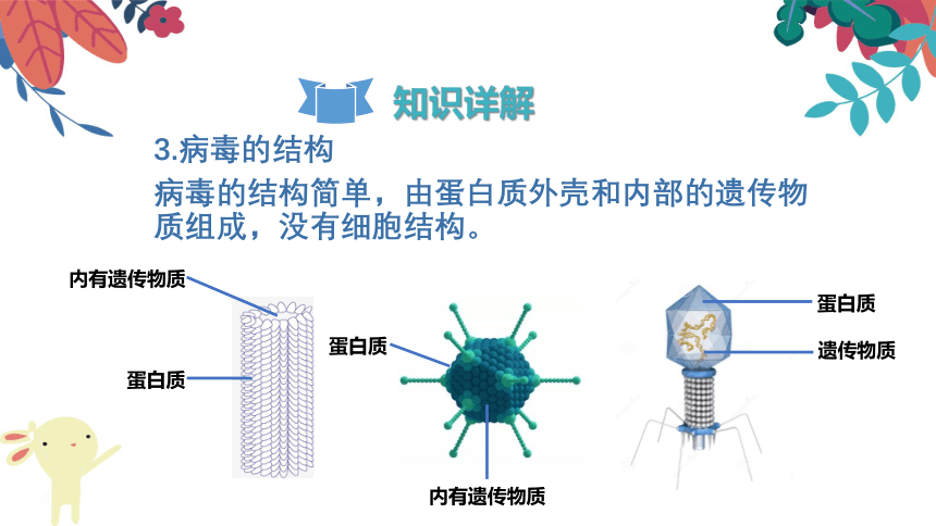 八年级上册 第五单元 第五章 《病毒》复习课件（共26张PPT）