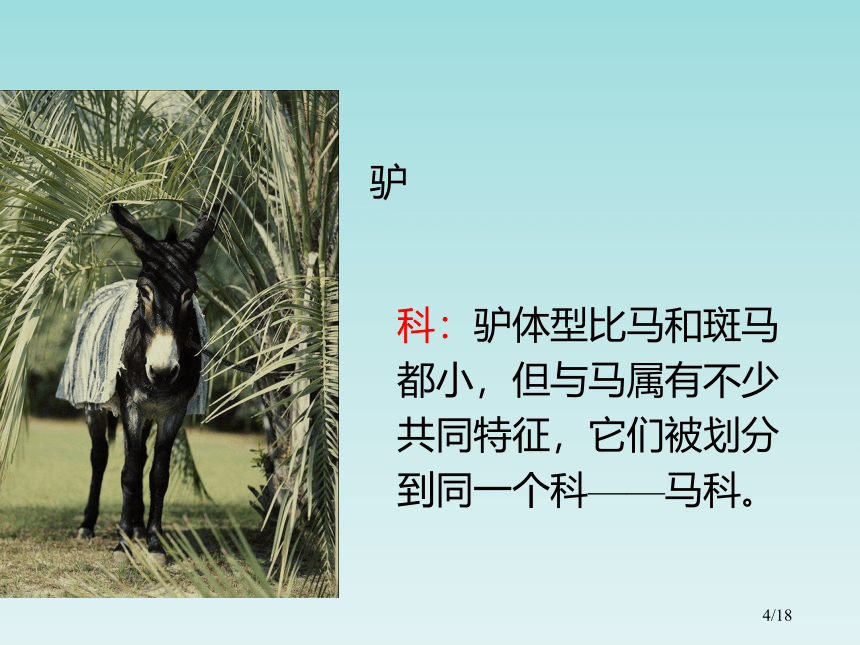 济南版七年级生物上册组图展示：从种到门的动物课件(共18张PPT)