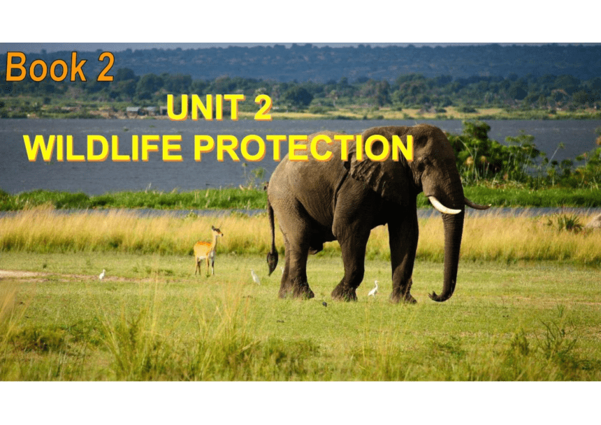 人教版（2019）必修 第二册Unit 2 Wildlife protectionListening and Speaking课件(共61张PPT)