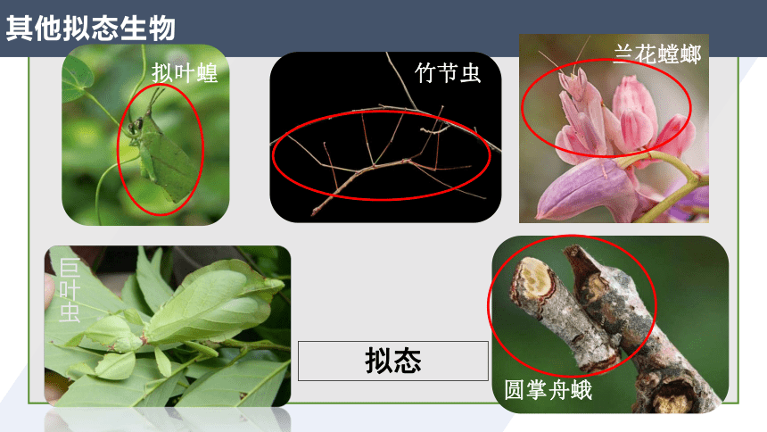 6.2自然选择与适应的形成(共33张PPT)——生物高二下学期课件（人教版2019必修二）