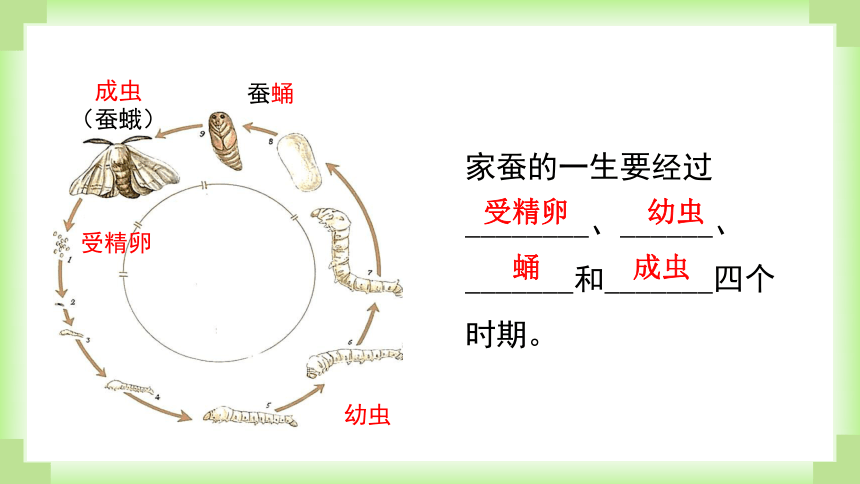 人教版生物八年级下册课件7-1-2昆虫的生殖和发育(共30张PPT)