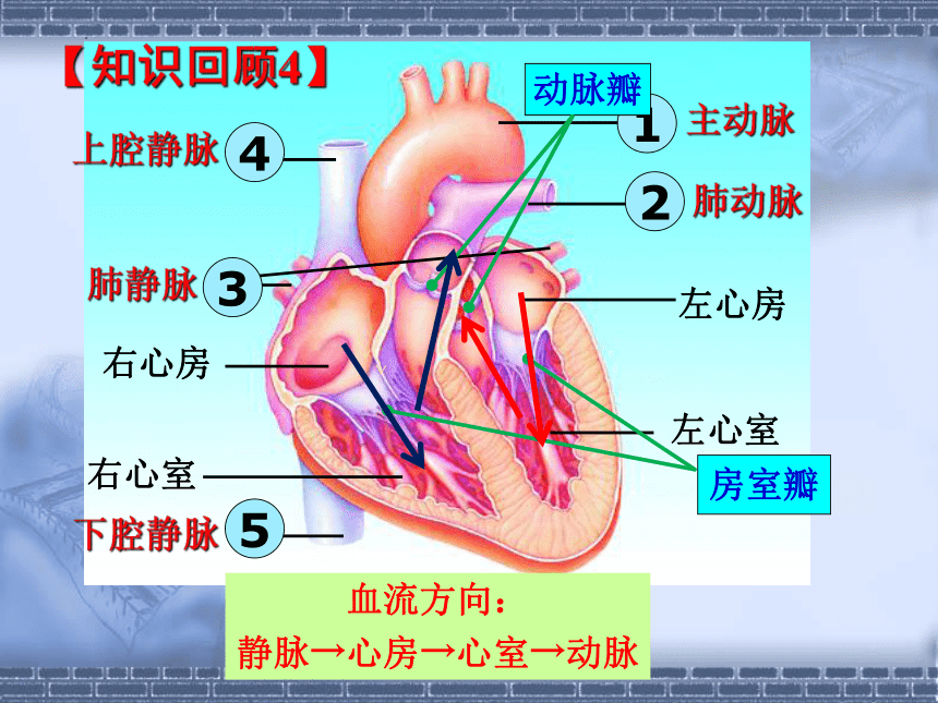 4.4.3  输送血液的泵—心脏第二课时课件 (共32张PPT)人教版生物七年级下册