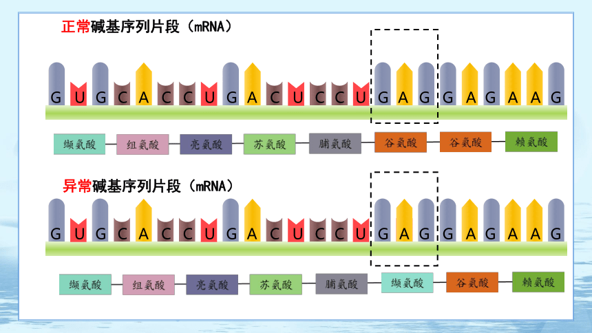 5.1 基因突变和基因重组 课件（60张ppt）高中生物学人教版（2019）必修2