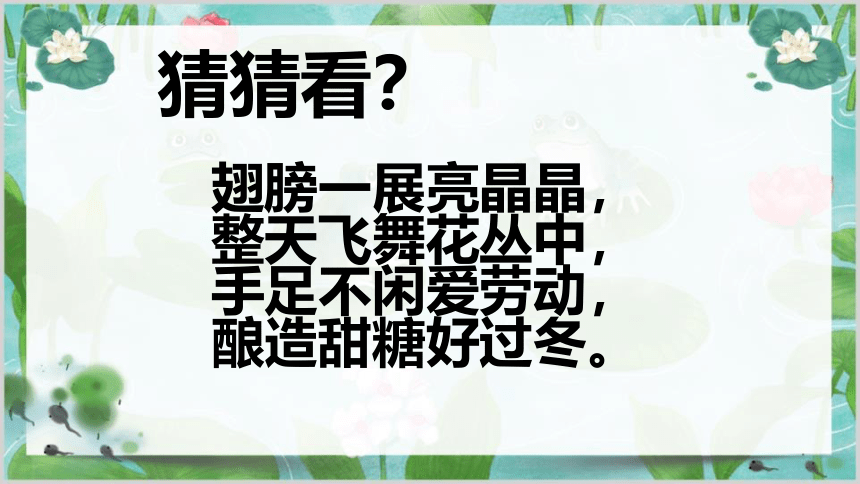 14.《蜜蜂》课件(共29张PPT)