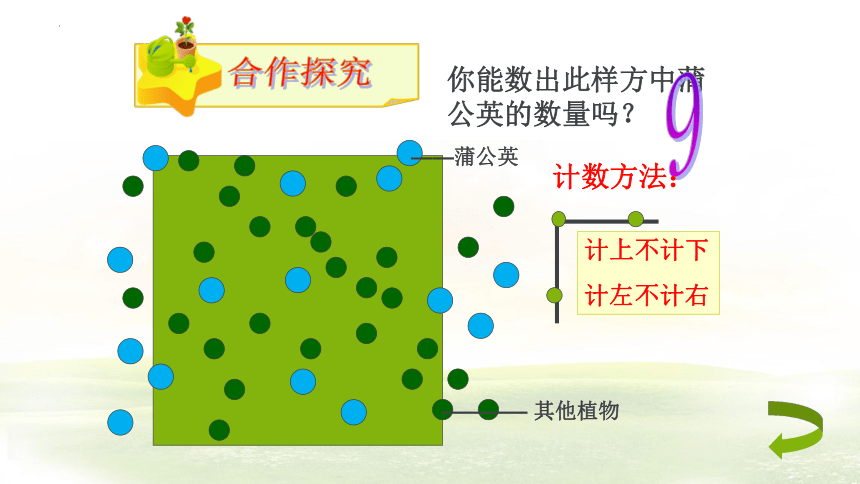 生物人教版（2019）选择性必修2 1.1 种群的数量特征（共34张ppt）