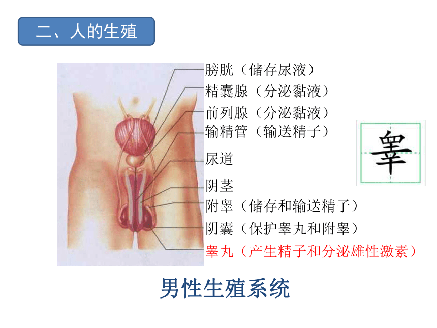 第一、二章复习课件 (共41张PPT)人教版生物七年级下册