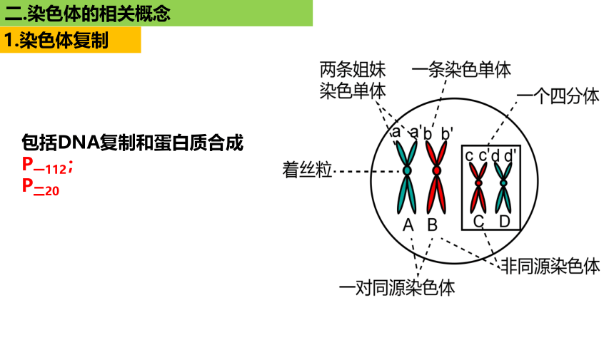 新人教必修1专题复习课件：22 染色体(共33张PPT)