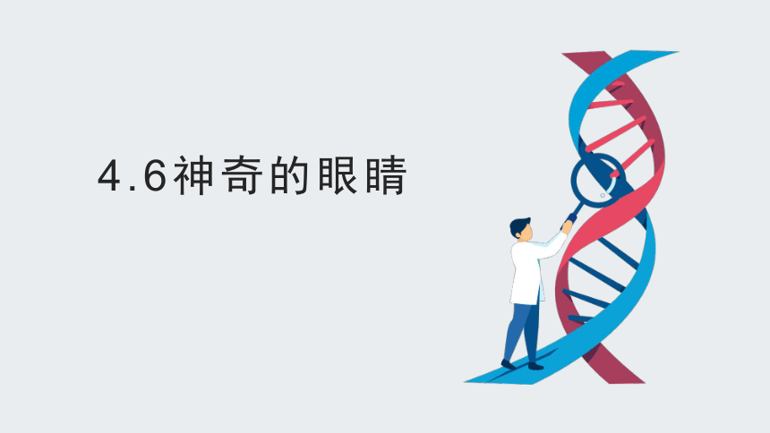 4.6神奇的眼睛—沪科版八年级全一册物理课件(共21张PPT)