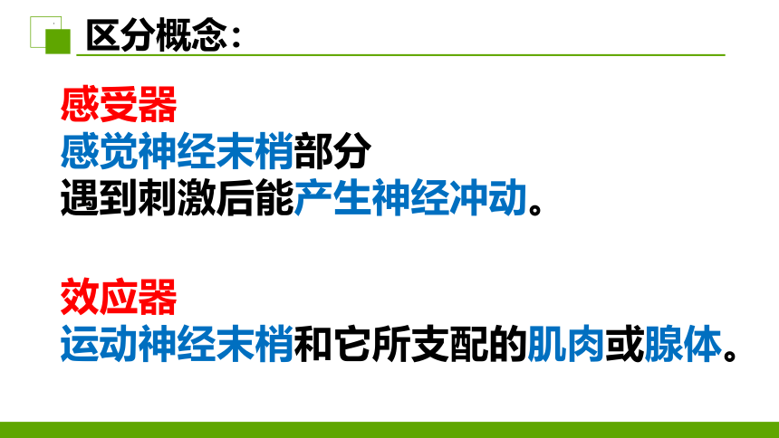 3.5.3神经调节的基本方式课件(共28张PPT+内嵌视频1个)2022-2023学年济南版生物七年级下册