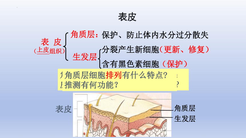 4.11.3皮肤与汗液分泌课件(共20张PPT) 北师大版生物七年级下册