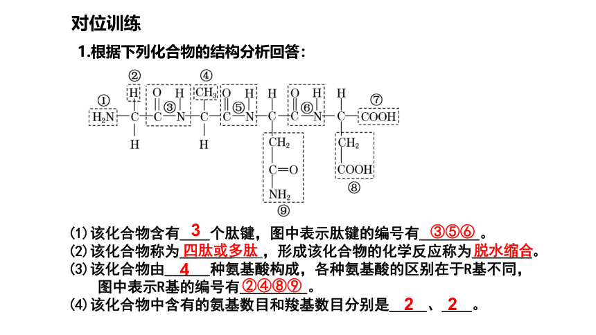 【备考2022一轮复习】&1.2蛋白质的结构和功能（共38张PPT）