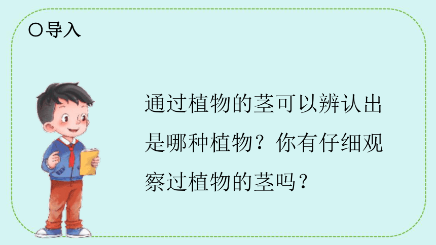青岛版（六三制2017秋）一年级下册科学课件   3.11看茎认植物 课件(共17张PPT)