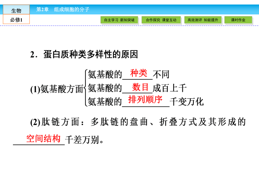 （人教版）高中生物必修一：2.2《生命活动的主要承担者——蛋白质》课件（共51 张PPT）