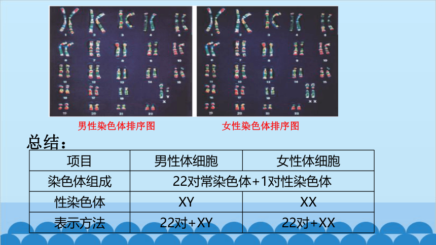 北师大版生物八年级上册 6.20.4性别和性别决定课件（共19张PPT）