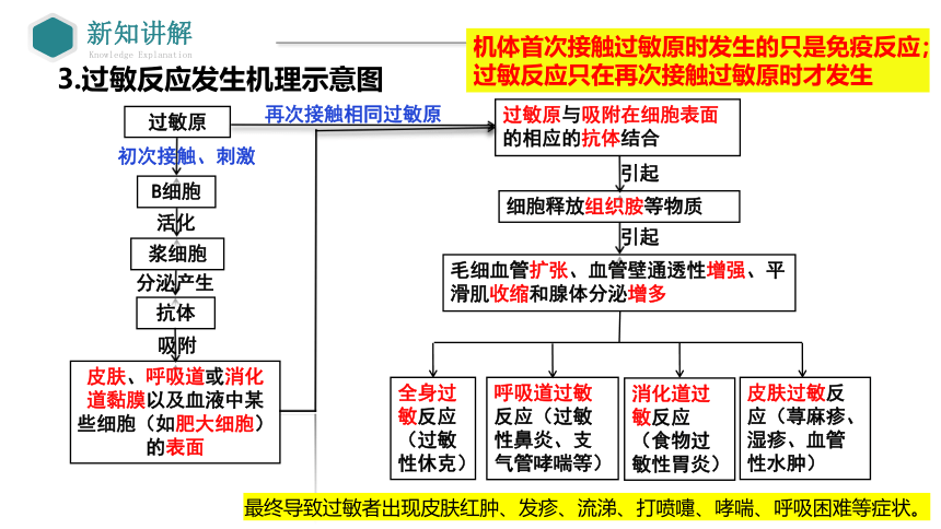 4.3免疫失调课件(共33张PPT3份视频)-人教版（2019）选择性必修1