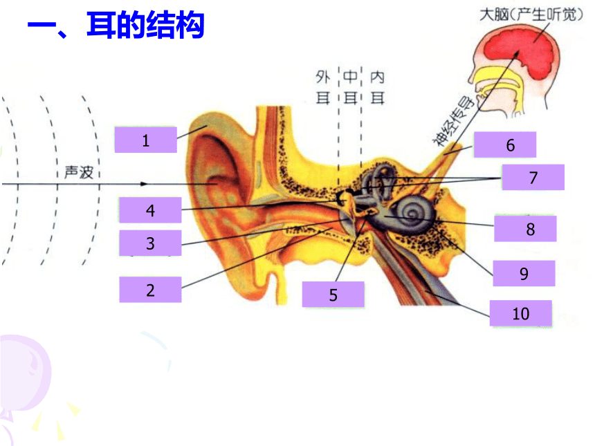 浙教版七下科学第二章 第3节-耳和听觉(第1课时)（课件 13张ppt）