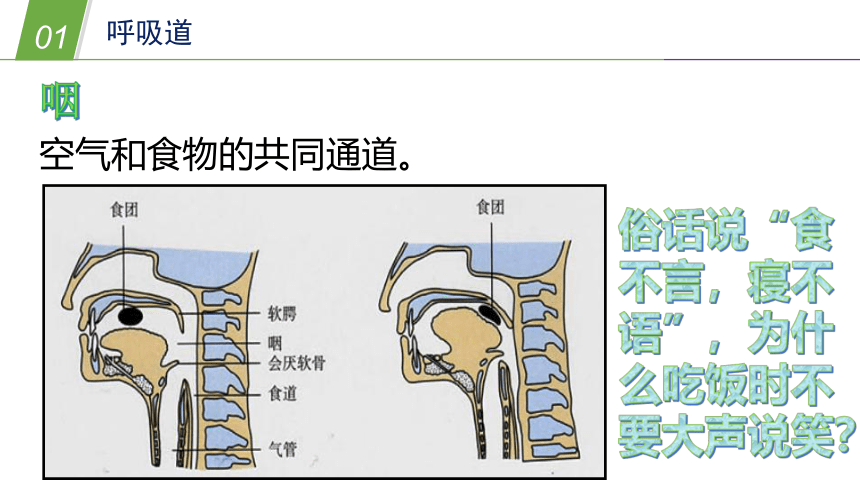 华师大版科学八年级上册 5.2人体的呼吸（1 人体呼吸系统的组成）（课件 32张PPT）