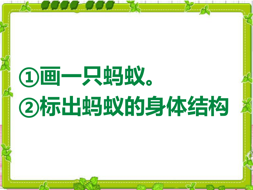 三年级下册综合实践活动课件- 蚂蚁｜粤教版  (共15张PPT)