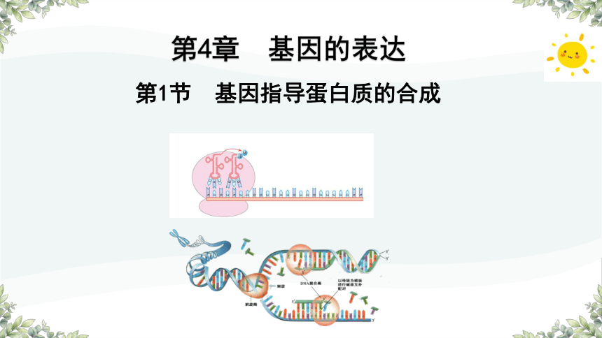 4.1基因指导蛋白质的合成课件(共27张PPT1份视频)-人教版必修2