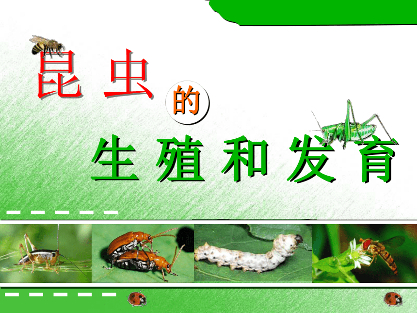 第一节 昆虫的生殖和发育 课件（27张PPT）