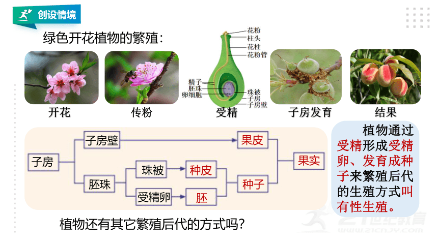 第5节 植物生殖方式的多样性(第2课时）(课件 20张PPT)