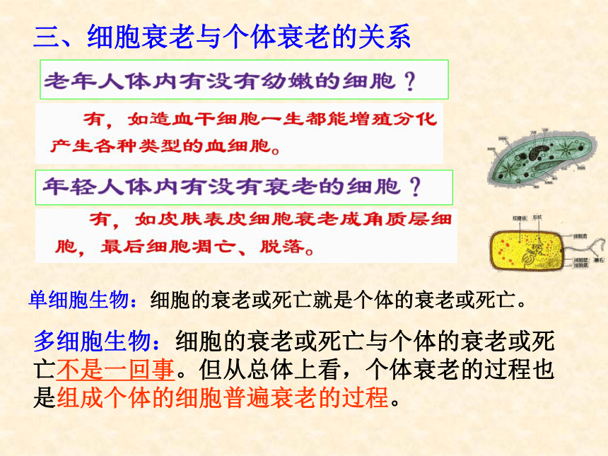 6.3细胞的衰老和死亡课件2022-2023学年高一上学期生物人教版（2019）必修1(共17张PPT)