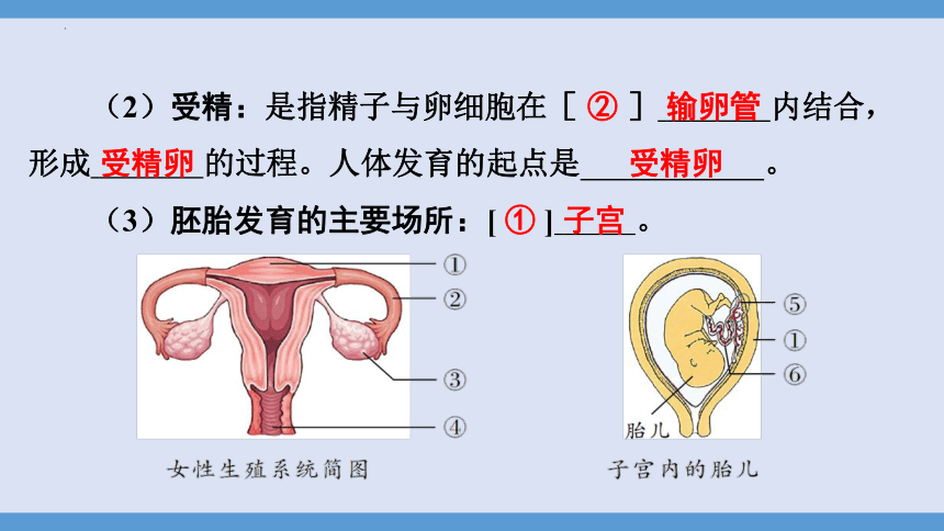 2024年中考生物复习填图专项训练课件(共52张PPT)——专题六生殖、发育、遗传与进化