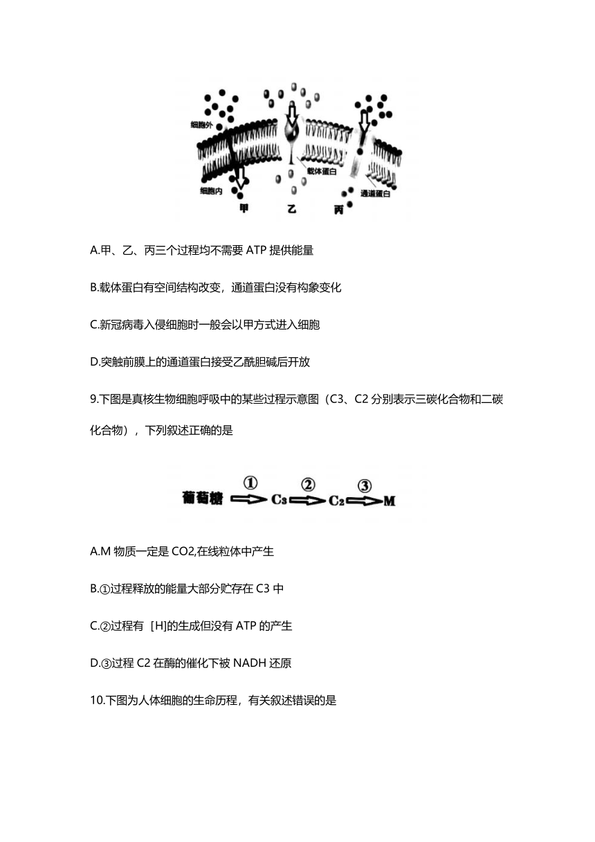 浙江省名校协作体2022届高三上学期开学联考生物试题 （Word版含答案）