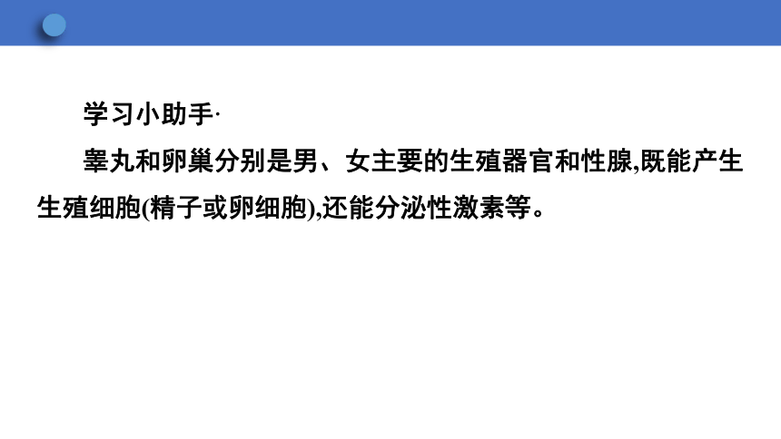 6.1.3 人的生殖和胚胎发育课件(共23张PPT)2023-2024学年初中生物冀少版八年级下册