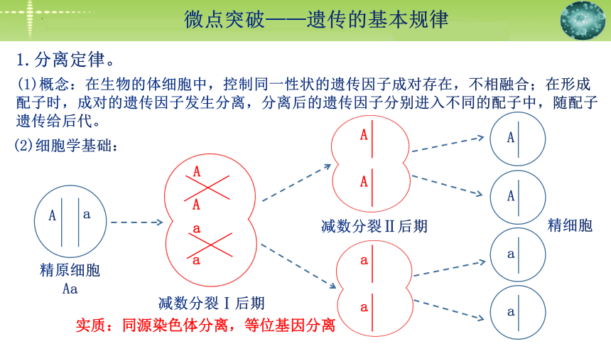 2024届高三生物二轮复习：微点突破 遗传的基本规律(共35张PPT)课件