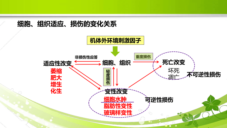 1.3损伤的修复 课件(共31张PPT)《病理学》同步教学（人卫版）