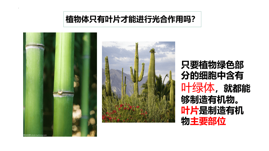 2022-2023学年人教版七年级生物上册 3.4 绿色植物是生物圈中有机物的制造者 课件  (共32张PPT)