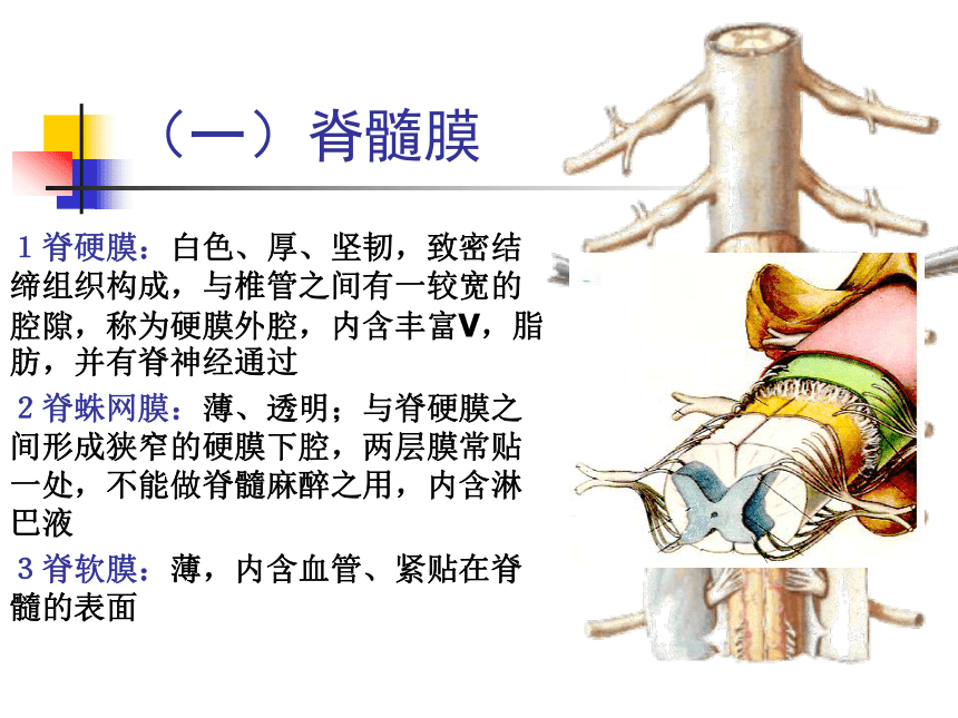 11.神经系统-5  课件(共47张PPT) - 《畜禽解剖生理学》同步教学（高教版）