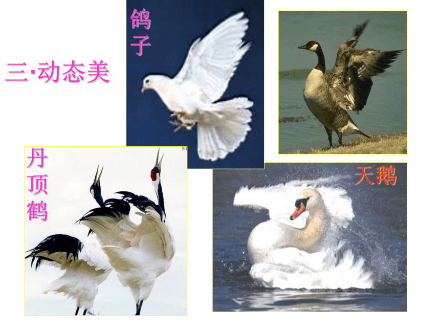 人美版（北京）二年级下册美术 第3课 花羽毛的鸟（漂亮的鸟）课件（16张PPT）
