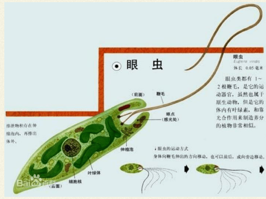 北师大版生物八年级下册 7.22.2 原生生物的主要类群 课件(共29张PPT)