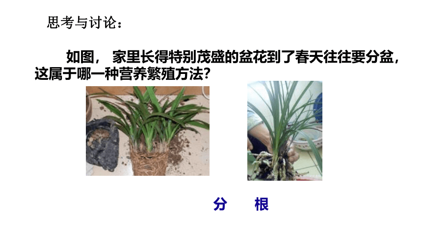 第5节 植物生殖方式的多样性（第2课时 23张ppt）