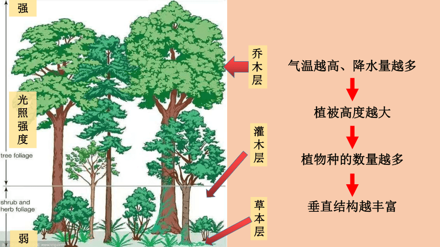 5.1植被（共36张ppt）