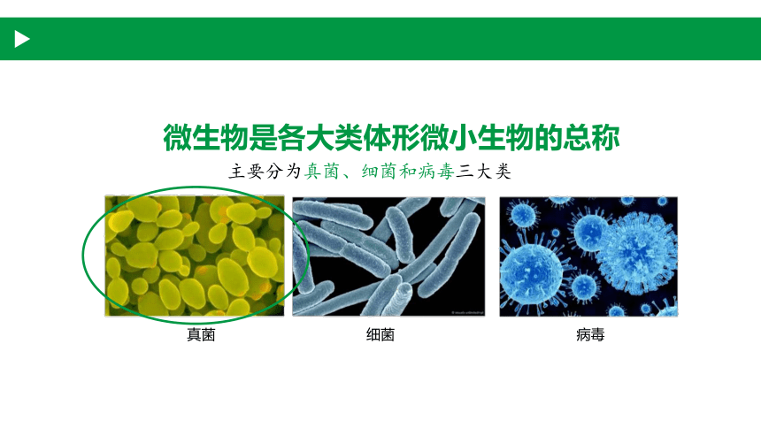 4.3.1 微生物---真菌2022-2023学年八年级生物同步精品课件（沪教版第二册）(共24张PPT)