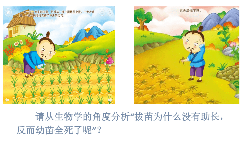 3.3绿色植物与生物圈中的水循环 课件(共29张PPT) 2021-2022学年人教版生物七年级上册