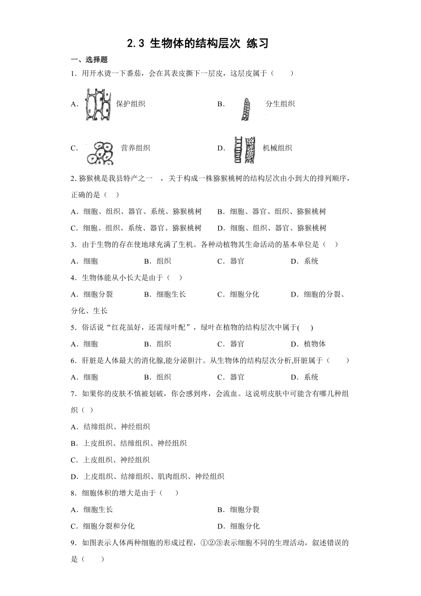 2.3 生物体的结构层次 练习（含解析）