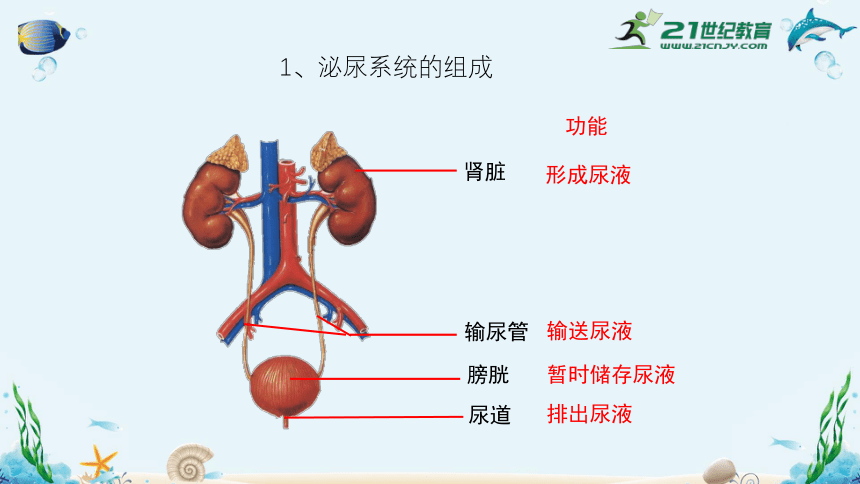 人教版七年级生物下册4.5人体内废物的排出（共35张）