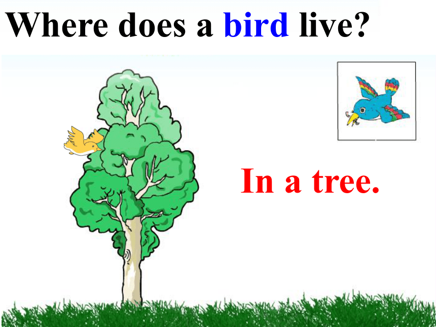 Unit 2 Animals at the Zoo  Lesson 10 Where Do They Live? （共17张PPT）