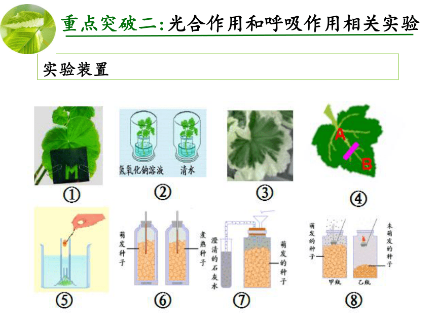 2021年中考生物一轮复习---绿色植物的光合作用和呼吸作用复习课教学课件（共35张PPT）