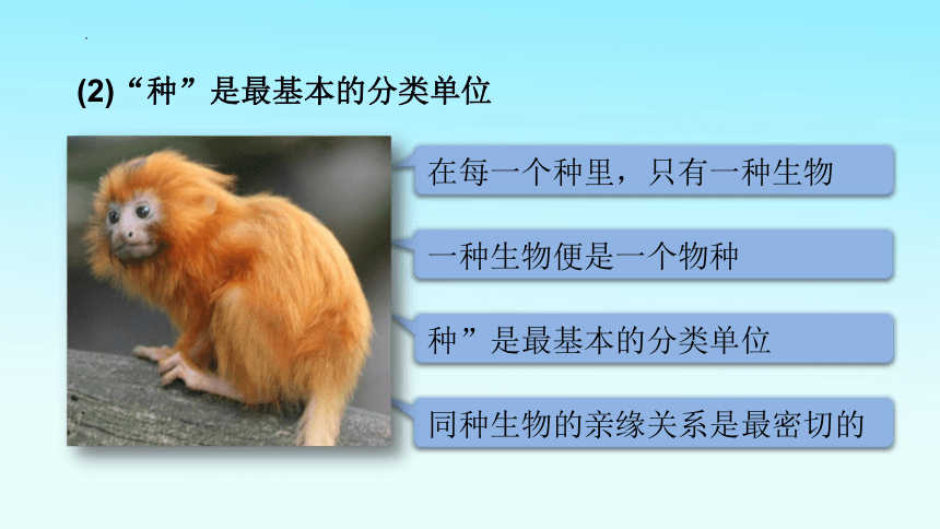 6.1.2从种到界课件 课件(共31张PPT)2021-2022学年人教版八年级上册