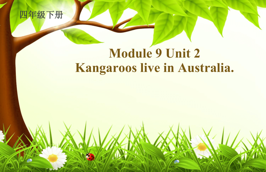 Module 9 Unit 2 Kangaroos live in Australia.课件（共32张ppt）