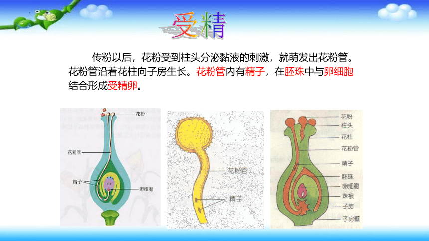 7.1.1植物的生殖课件2021—2022学年人教版生物八年级下册  课件 (共49张PPT)