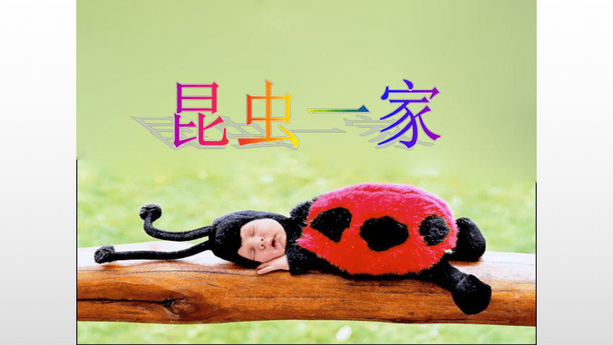 一年级上册美术课件-第11课.  昆虫的一家 ▏人美版（北京） ( 29张PPT，含内嵌视频)