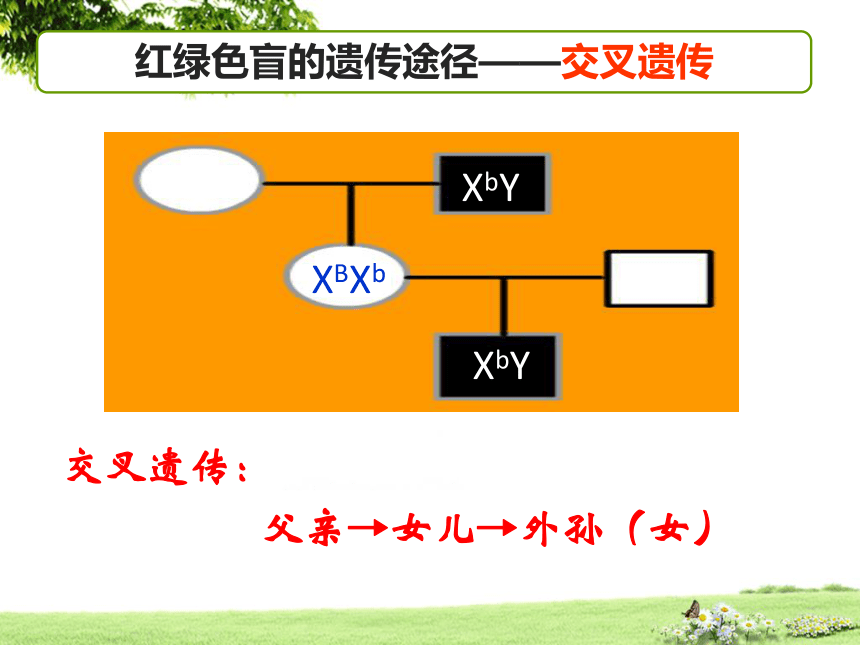 【新教材】2020-2021学年人教版（2019）高一生物必修二2.3伴性遗传 课件（30张ppt）